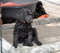 /album/datum-narozeni-stenatek-je-09-06-2016/kralovsky-pudl-bimbo-4-jpg/